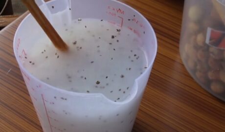 Использовать кисель для моркови: мой секрет идеальной грядки без изнурительного прореживания