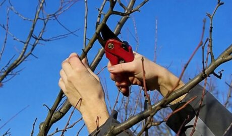 Ревизия сада после зимы: как оценить ущерб и спасти подмерзшие деревья